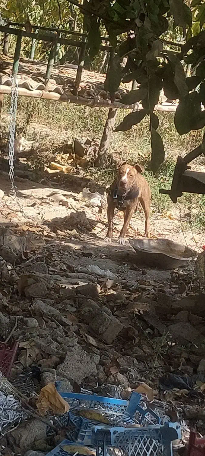 واگذاری پیتبول ماده ۱۱ ماهه|سگ|هشتگرد, تهران دشت|دیوار