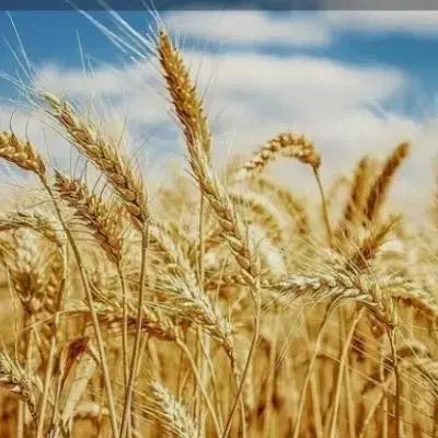 شریک سرمایه گذار جهت کار کشاورزی زودبازده و تضمینی|استخدام مالی، حسابداری، حقوقی|تهران, شارق|دیوار