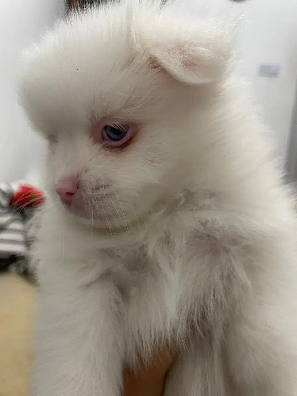 سگ فروشی|سگ|کاشان, راه آهن کاشان|دیوار