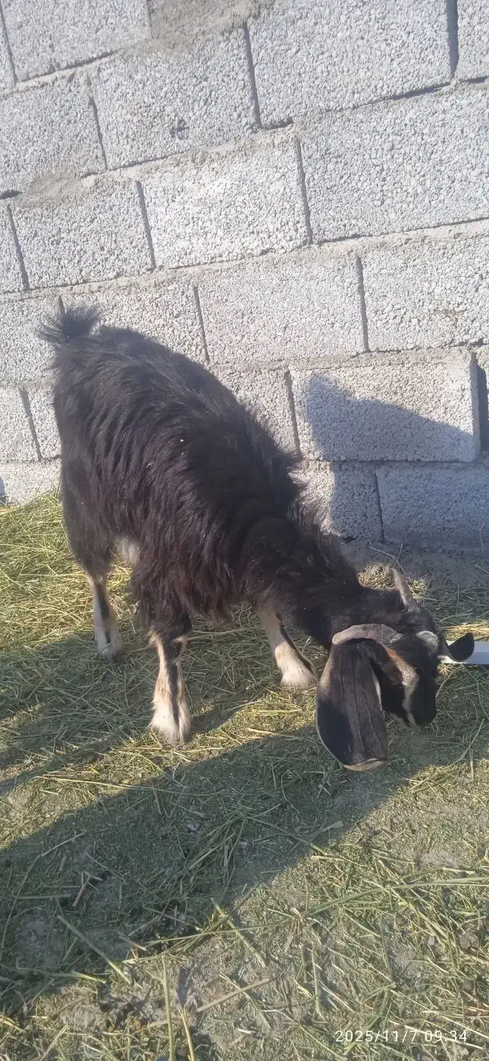 بزغاله دورگه پاکستانی|حیوانات مزرعه|تبریز, |دیوار