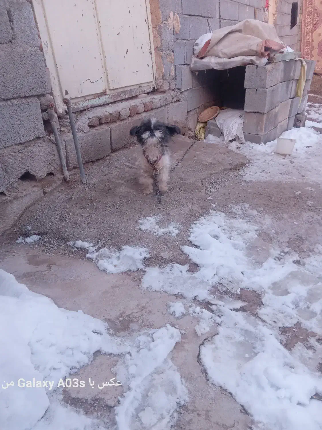 سگ پاکوتاه|سگ|مراغه, |دیوار