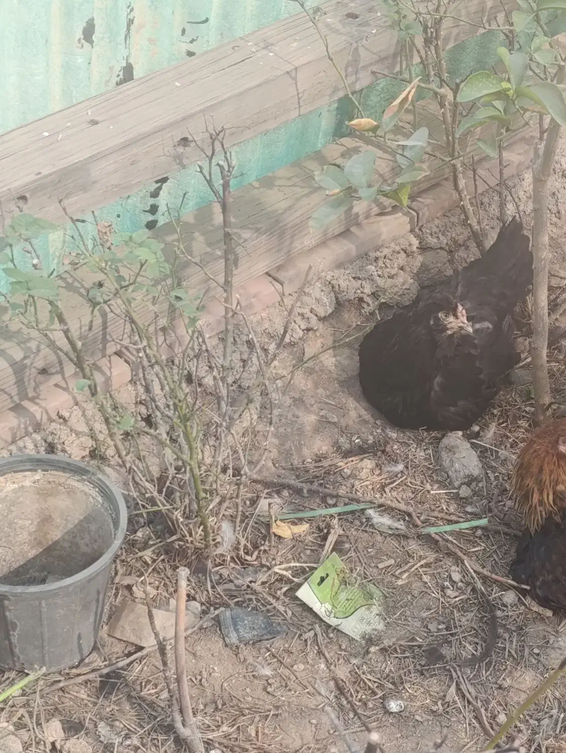 مرغ خروس|حیوانات مزرعه|مسجد سلیمان, |دیوار