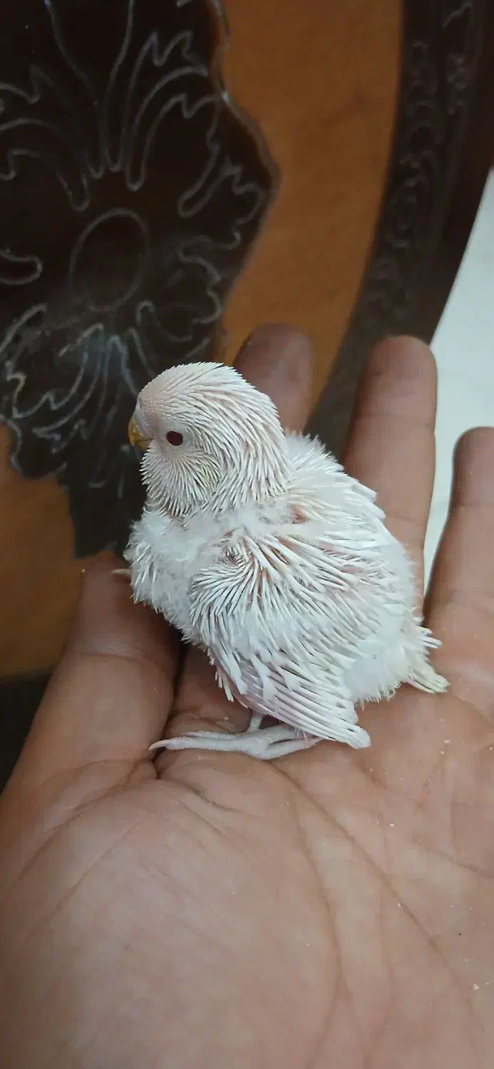 جوجه مرغ عشق انگلیسی گرید A|پرنده|فولادشهر, مسکن مهر فولادشهر|دیوار