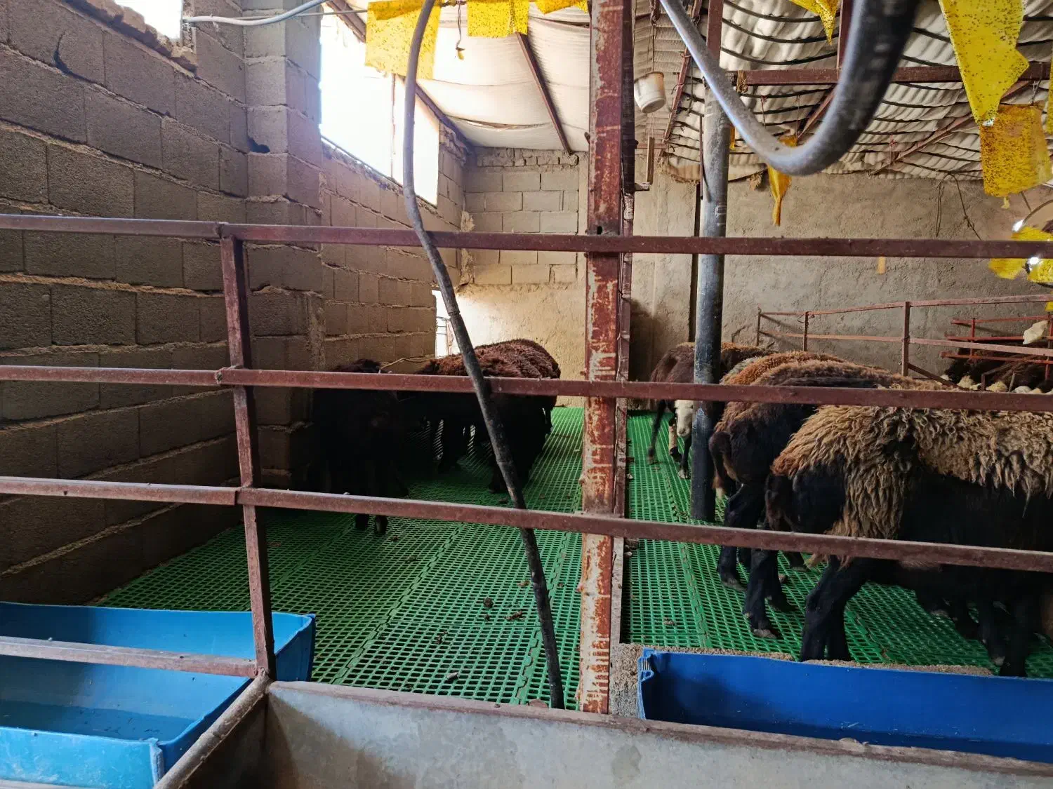 بره نره فروشی توضیحات ببین|حیوانات مزرعه|هشتگرد, هشتگرد قدیم|دیوار