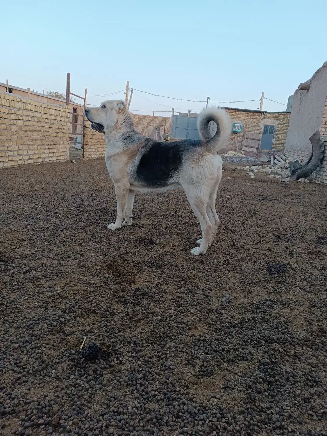 سگ عراقی|سگ|بشاریات, |دیوار