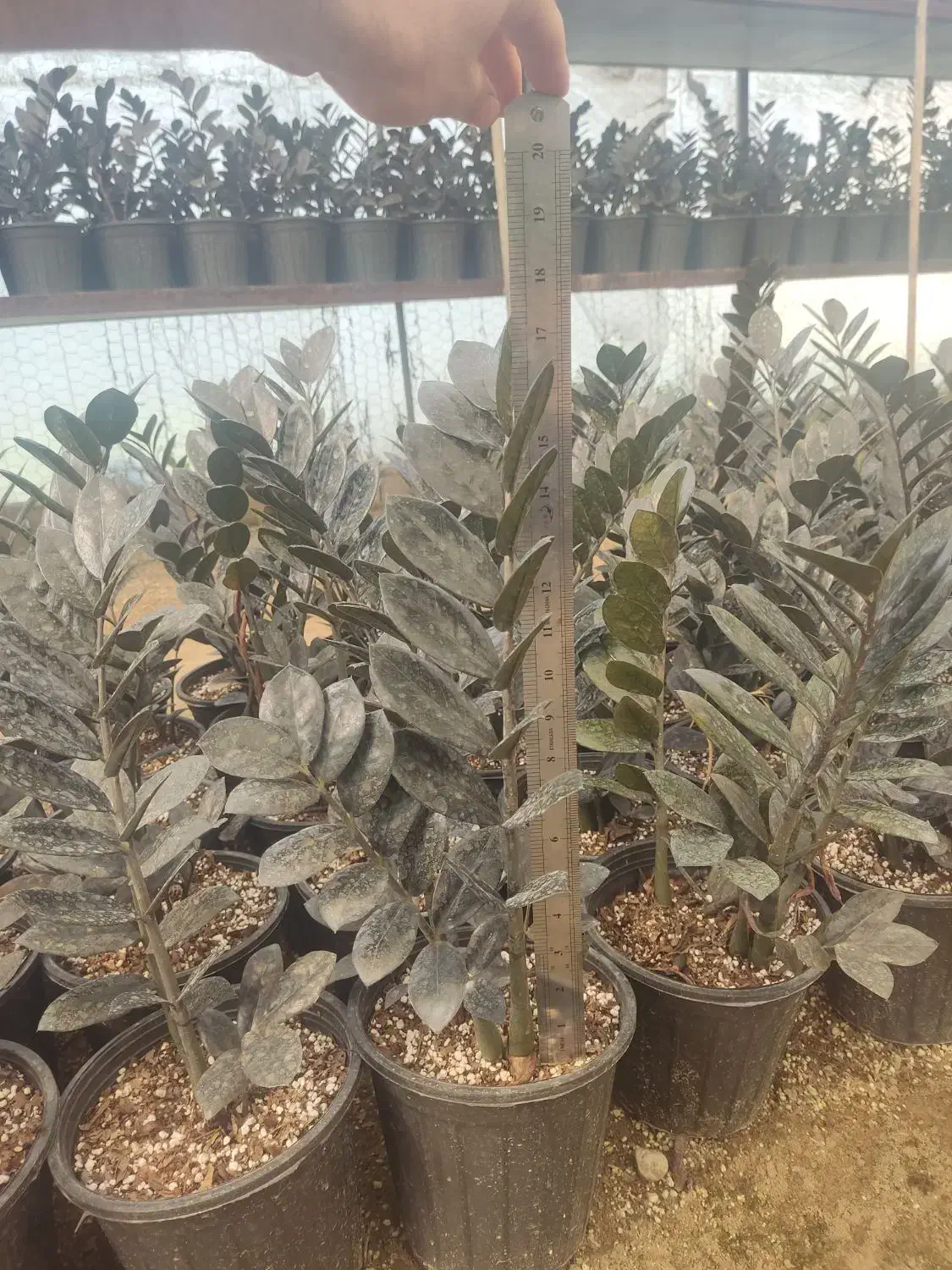 فروش زاموفیلیا|گل و گیاه طبیعی|گلوگاه بابل (گلیا), |دیوار