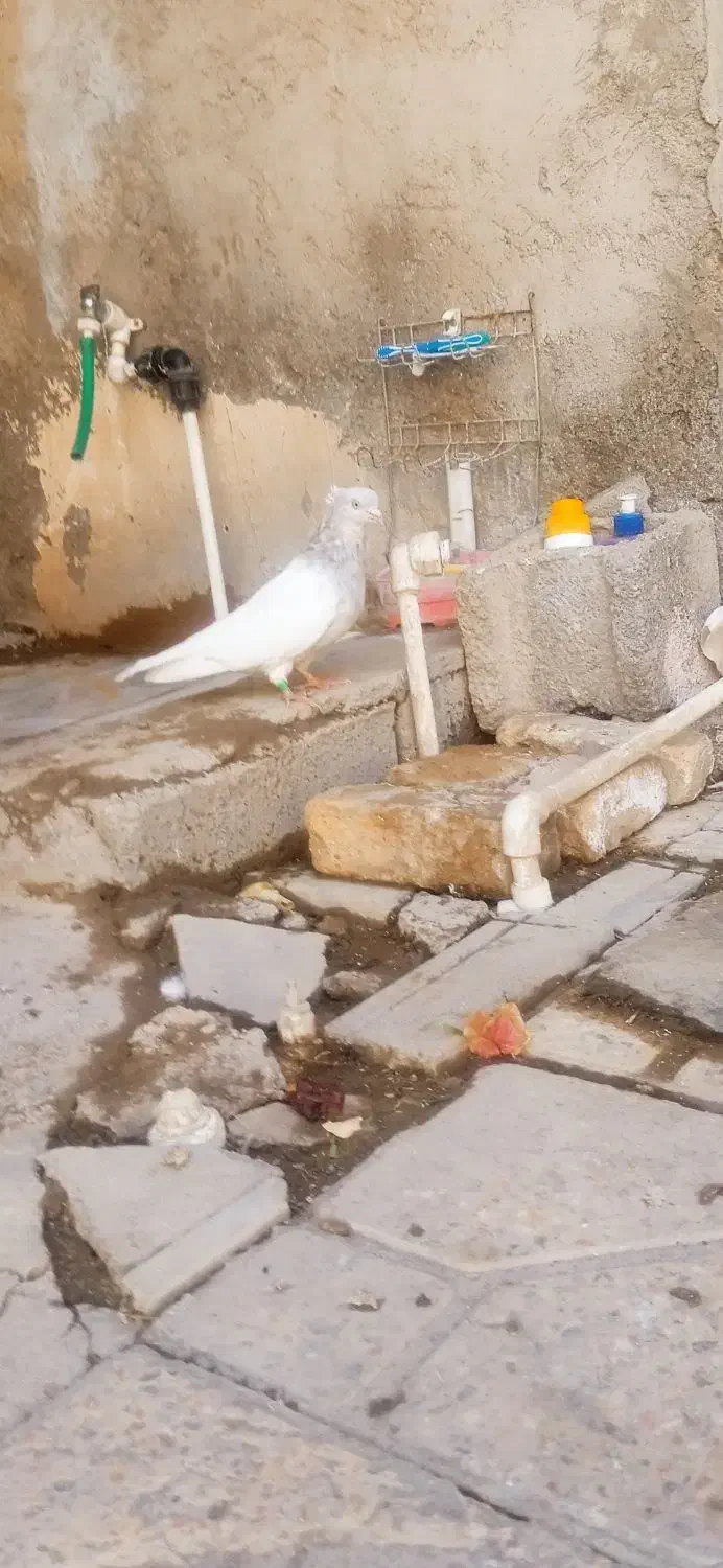 کله ای|پرنده|بم, |دیوار