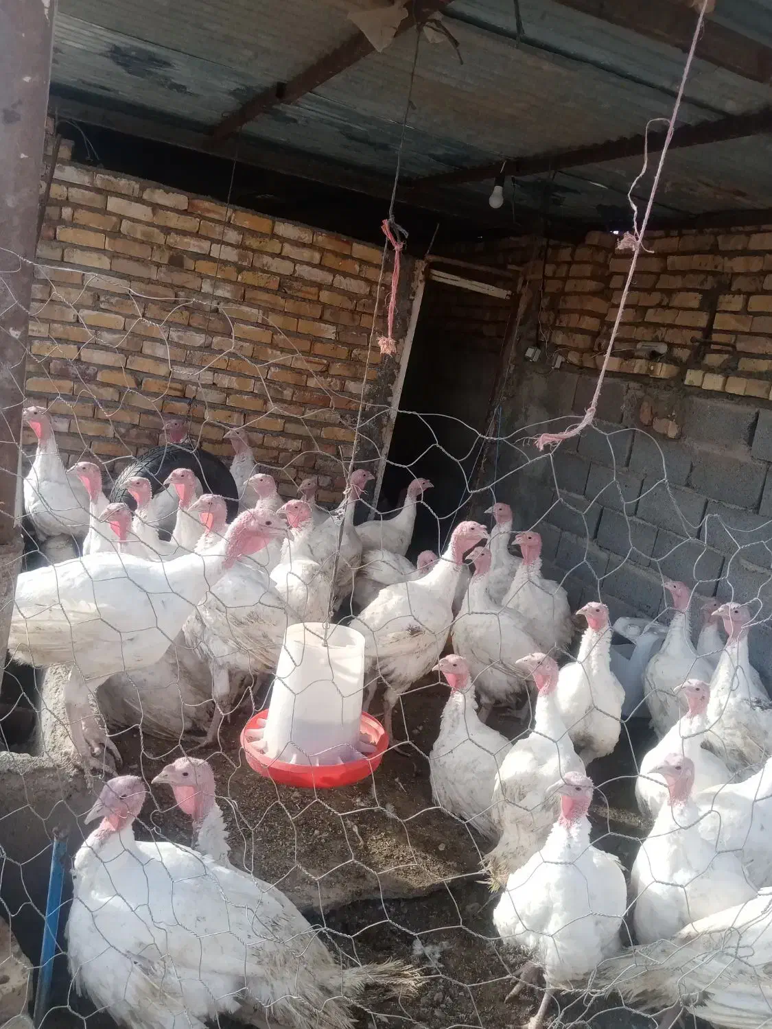 بقلمون|حیوانات مزرعه|نیشابور, دربقاضی|دیوار