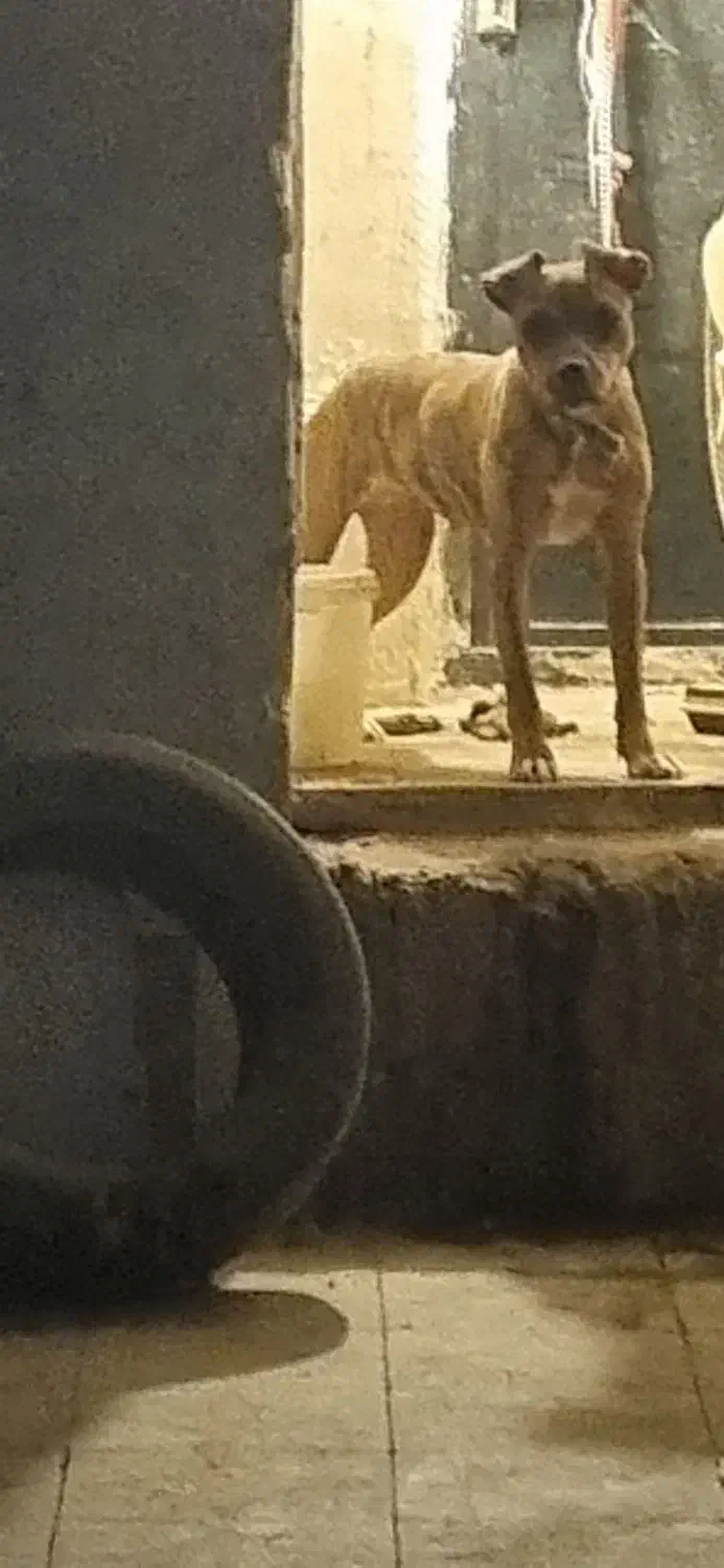 واگذاری سگ پیت بول|سگ|سعدآباد, |دیوار