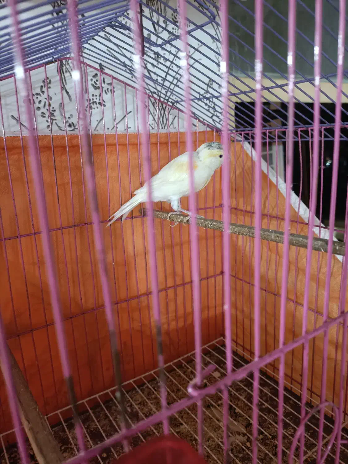 قناری ماده|پرنده|مسجد سلیمان, |دیوار