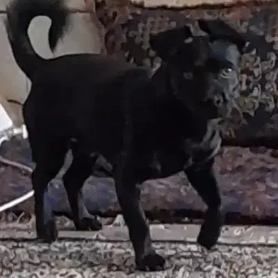 سگ گمشده سگ گمشده.. مژدگانی هم داده میشود|سگ|بم, |دیوار