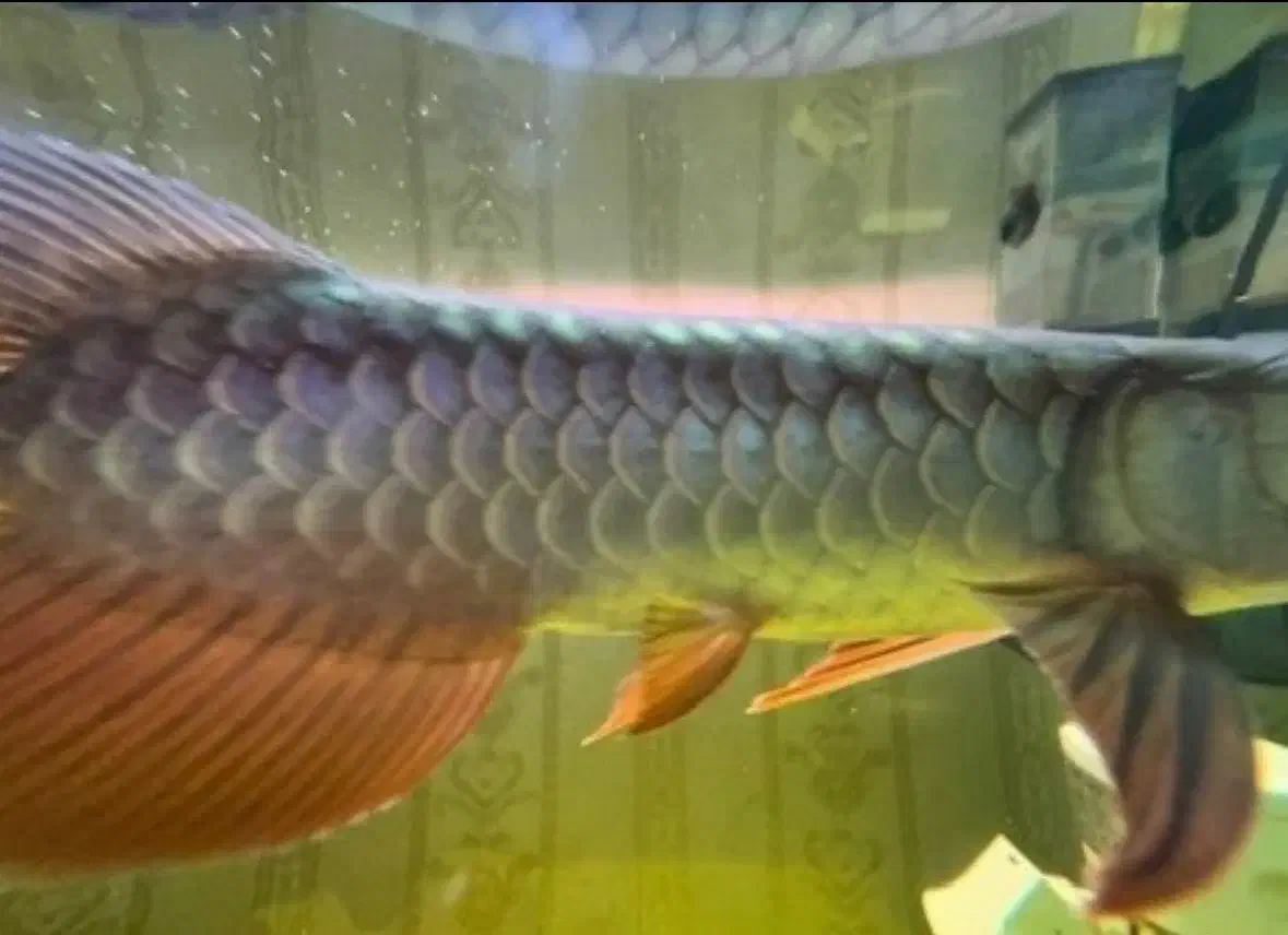 اروانا کراسبک بلک بلوبیس|ماهی|تهران, نیروی هوایی (پیروزی)|دیوار