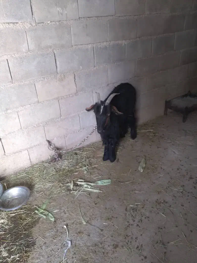 بز داشتی سرحال آماده بهر|حیوانات مزرعه|ایذه, |دیوار