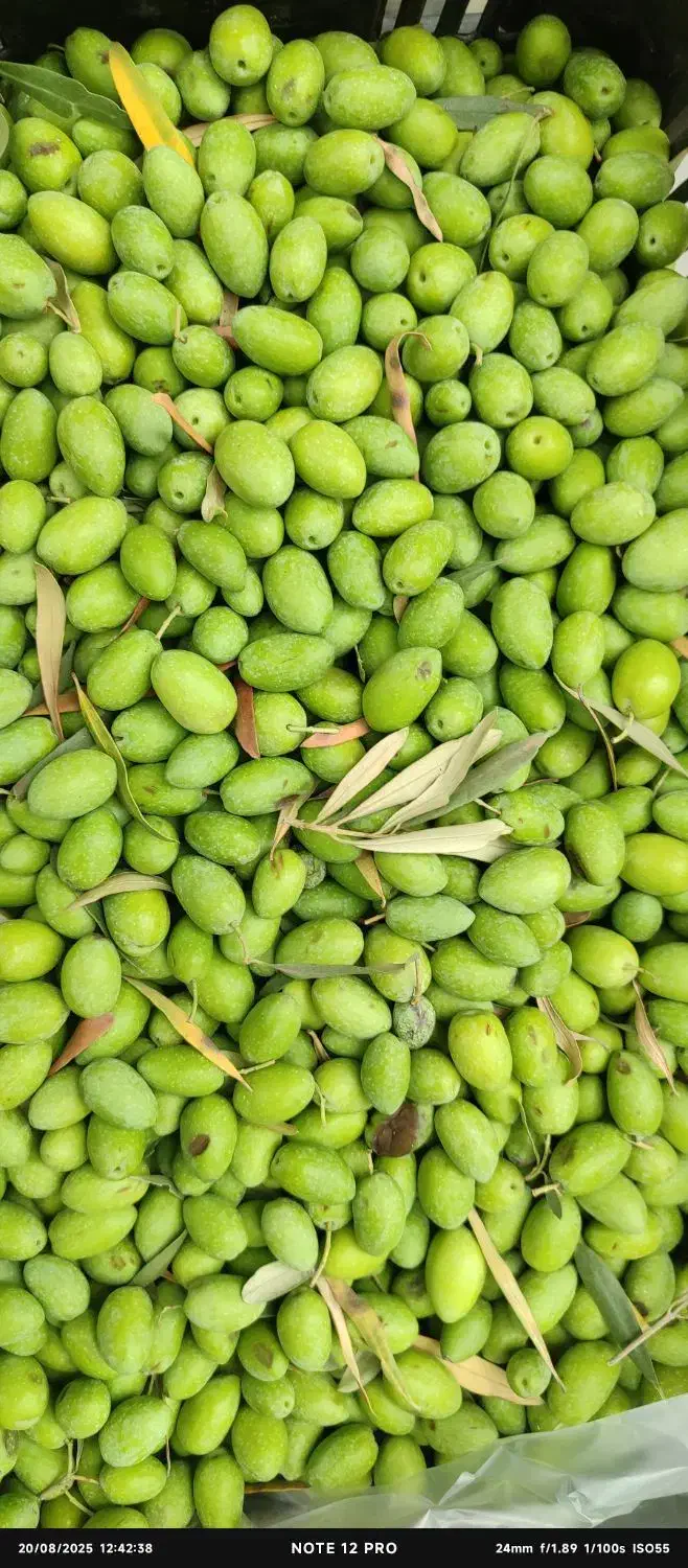 زیتون طارم به همراه دستگاه زیتون شکن رایگان|حراج|رشت, نظری|دیوار