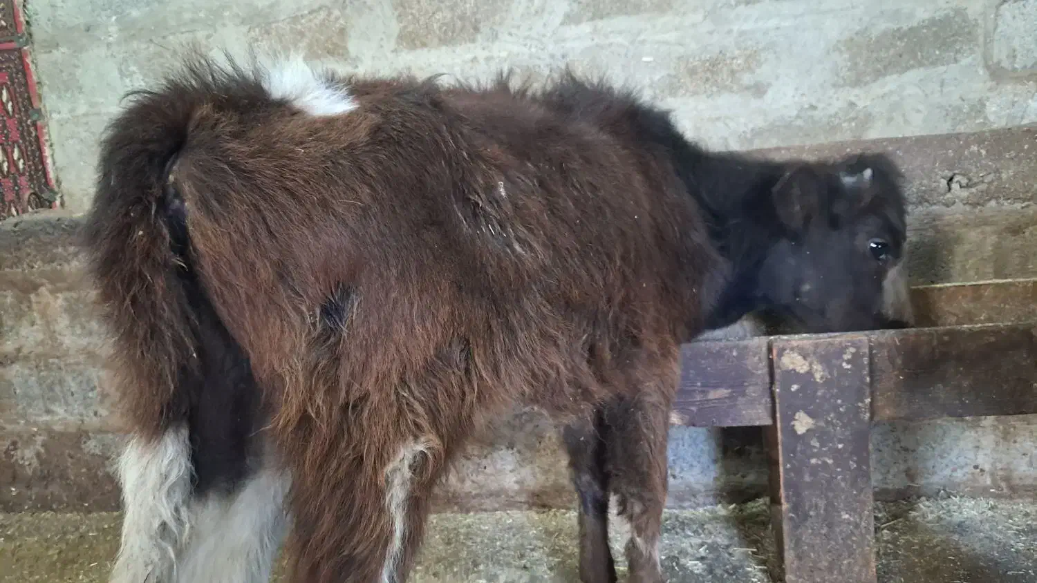 گوساله ماده گاو|حیوانات مزرعه|نوشهر, |دیوار