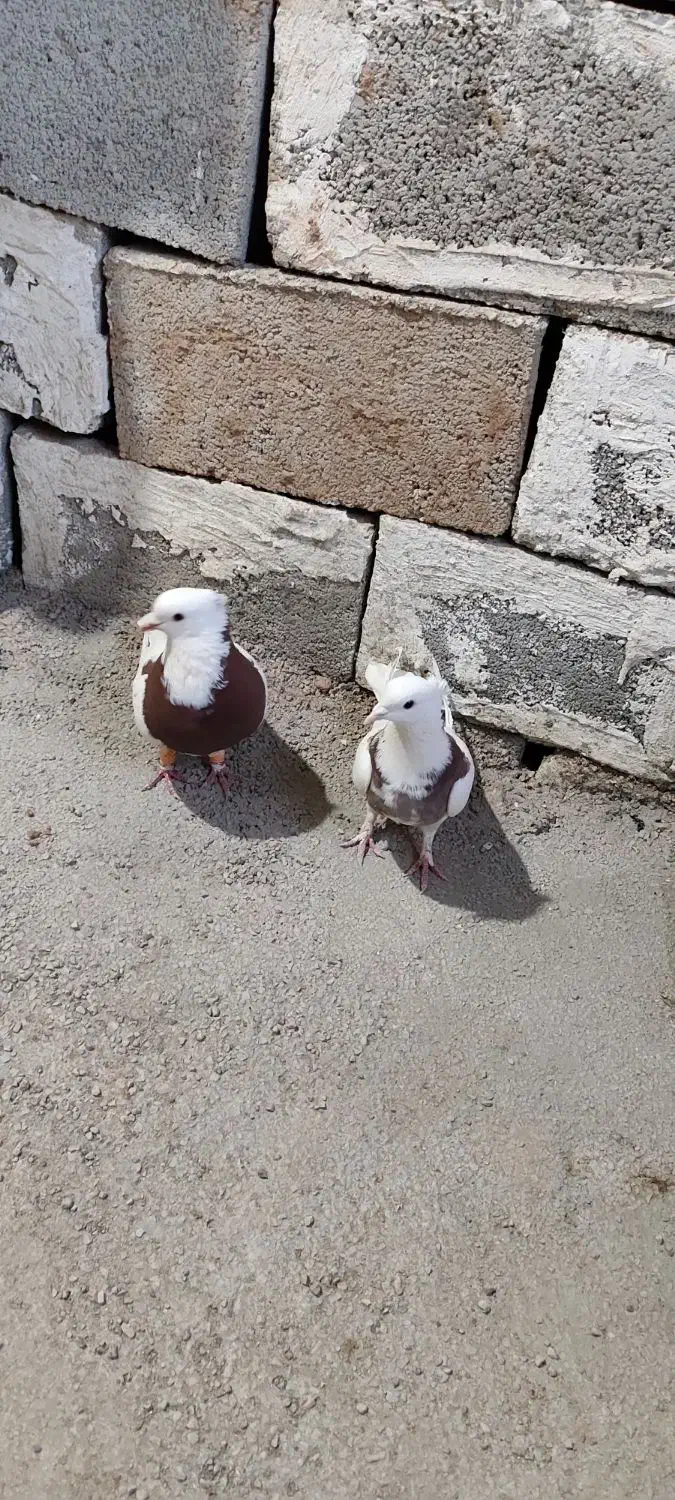 کفتر طوقی|پرنده|شیراز, شهرک فرهنگیان|دیوار