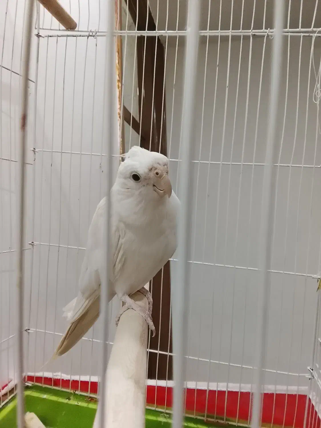 عروس هلندی خواص|پرنده|دلوار, |دیوار