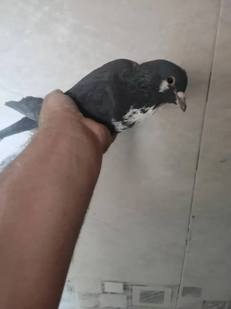 ۲تا زرد ۱گلی ۱زاغ ریشی|پرنده|زرند, |دیوار