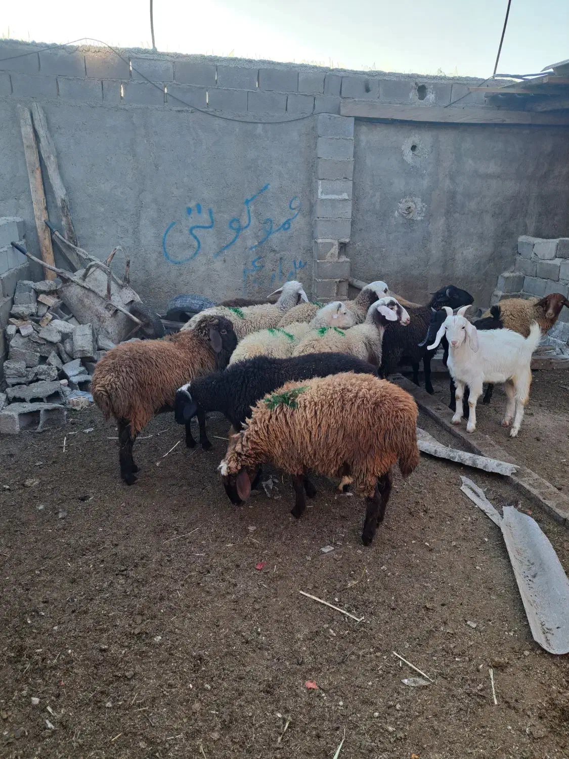 بره گوسفند|حیوانات مزرعه|رامیان, |دیوار