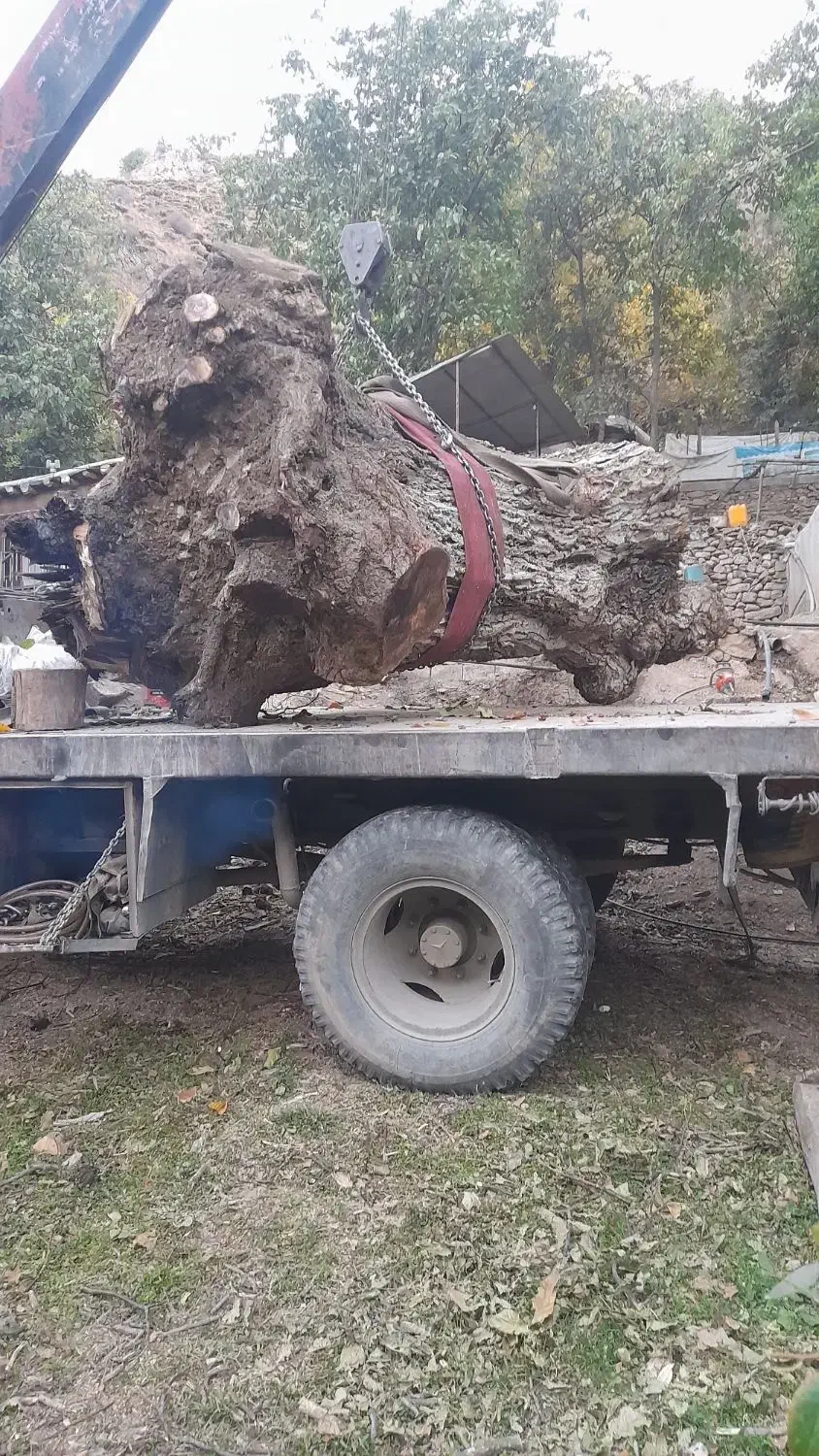 خرید درخت گردو|خدمات باغبانی و درختکاری|سنندج, |دیوار