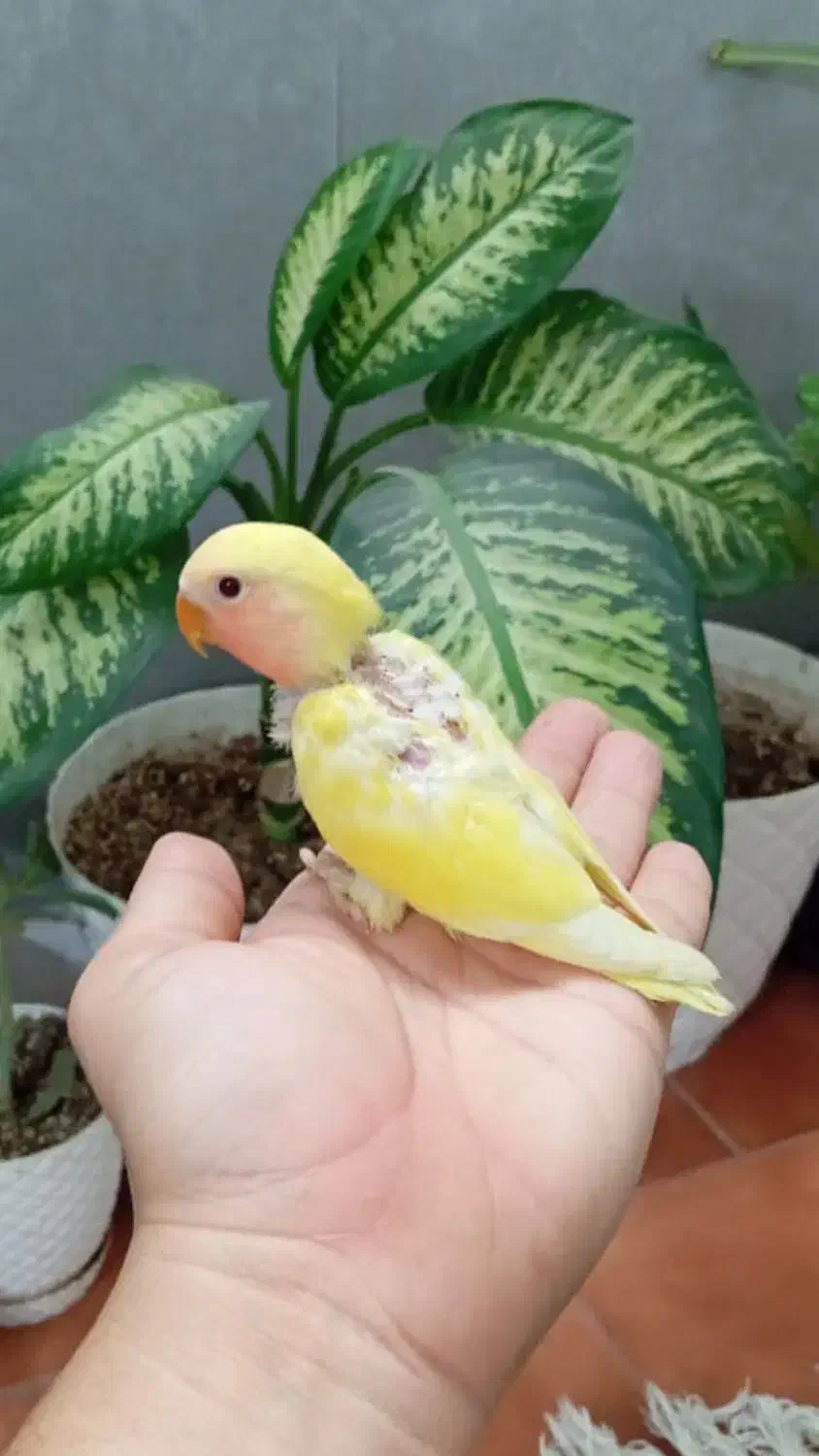 جوجه طوطی برزیلی|پرنده|تهران, کیانشهر|دیوار