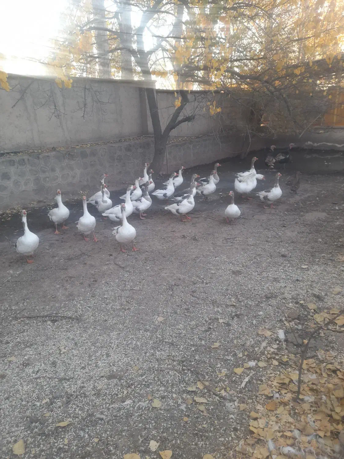 غاز محلی و قو|حیوانات مزرعه|مشگین شهر, |دیوار