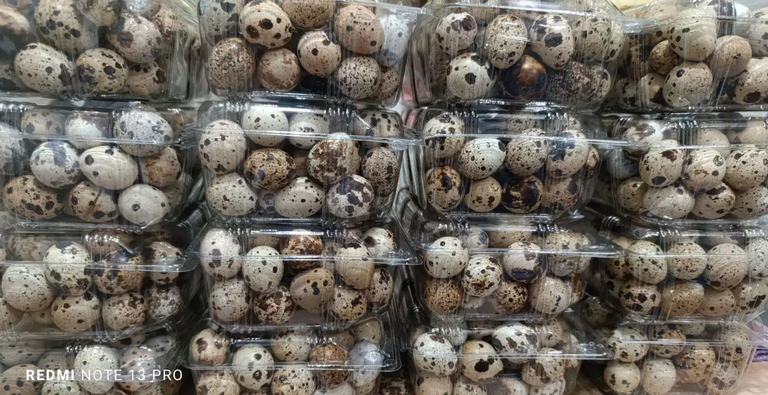 تخم بلدرچین خوراکی و نطفه دار|خوردنی و آشامیدنی|مشهد, ایثارگران|دیوار