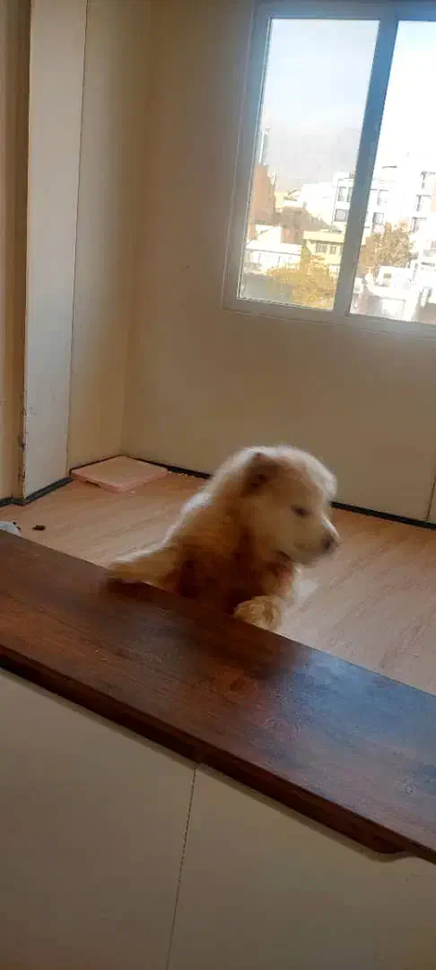 سگ چاوچاو|سگ|تهران, تهرانپارس غربی|دیوار