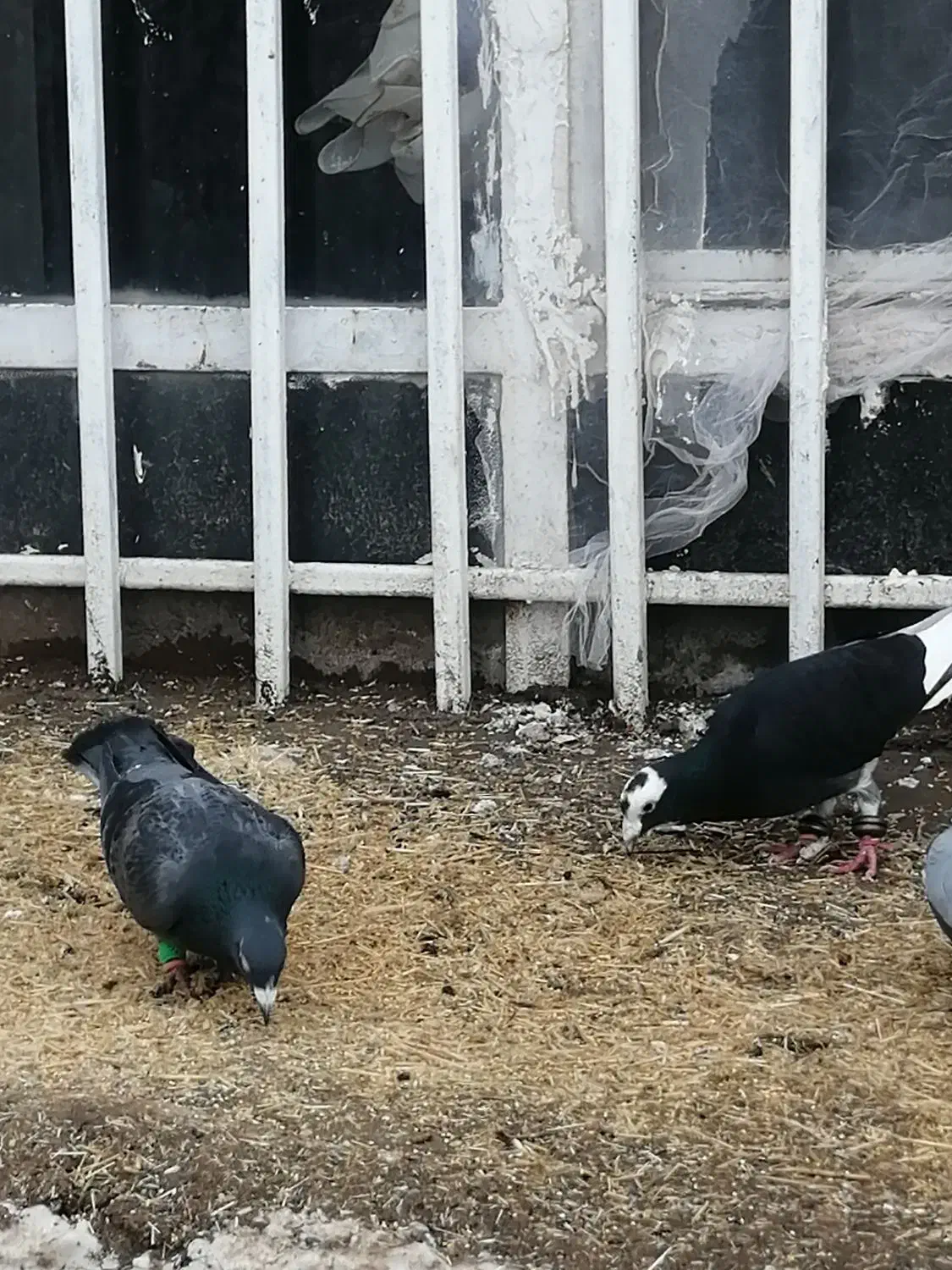 2 عدد نر ماده آلمانی.. مینا سیاه کرمونی قلدر..|پرنده|زاوه, |دیوار