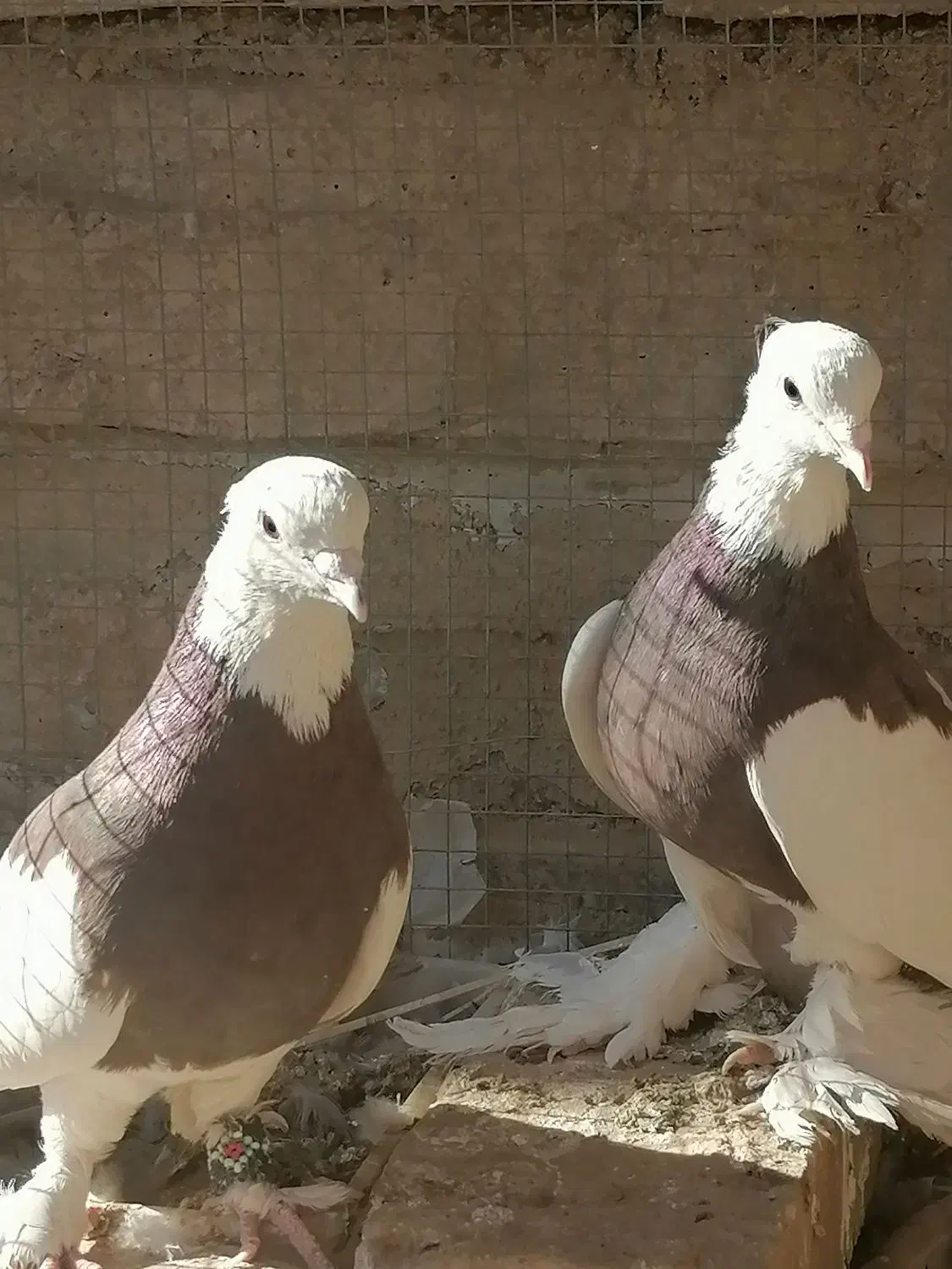 فروش دو عدد نر طوقی|پرنده|اردکان, |دیوار