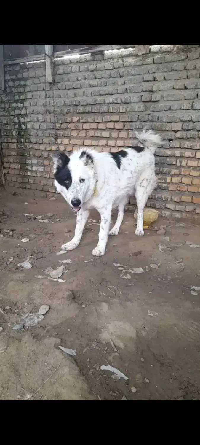 واگذار سگ گوسفندی|سگ|گرگان, |دیوار