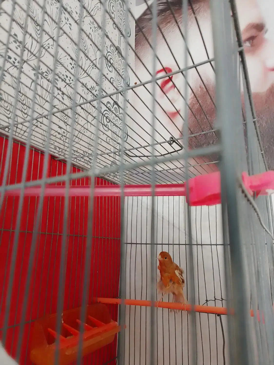 عروس|پرنده|شیروان (خراسان), |دیوار