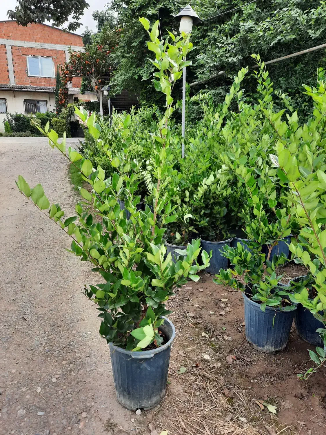 یاس هلندی سطل ۷و۱۲|گل و گیاه طبیعی|قائم‌شهر, |دیوار