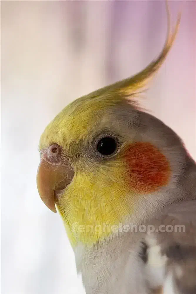 جوجه عروس های زیبا ۲ماهه|پرنده|خرمدره, |دیوار