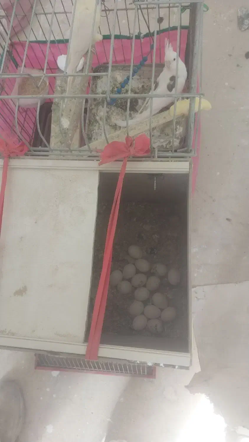 فروش فوری عروس هلندی سه جفت برشت جوجه دادن|پرنده|هشتگرد, هشتگرد قدیم|دیوار