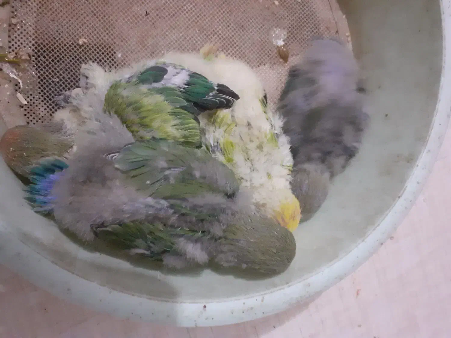 فروش جوجه طوطی برزیلی|پرنده|زنجان, |دیوار