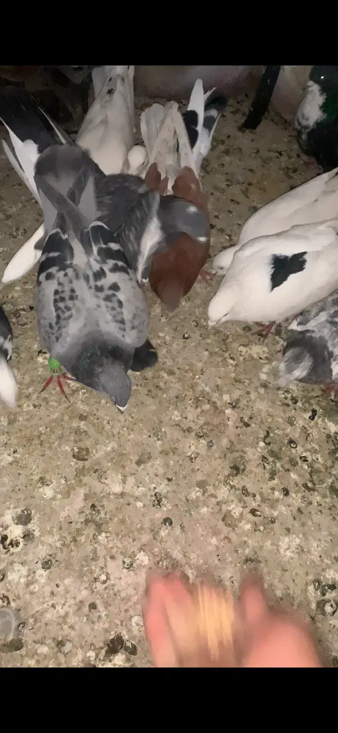 کفتر شهرستانی رنگی|پرنده|فردیس, خیام شرقی|دیوار