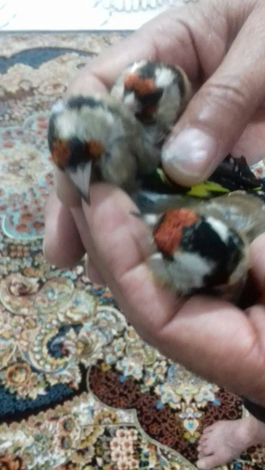 سهره ماده سه ماه در قفسه|پرنده|اردبیل, |دیوار