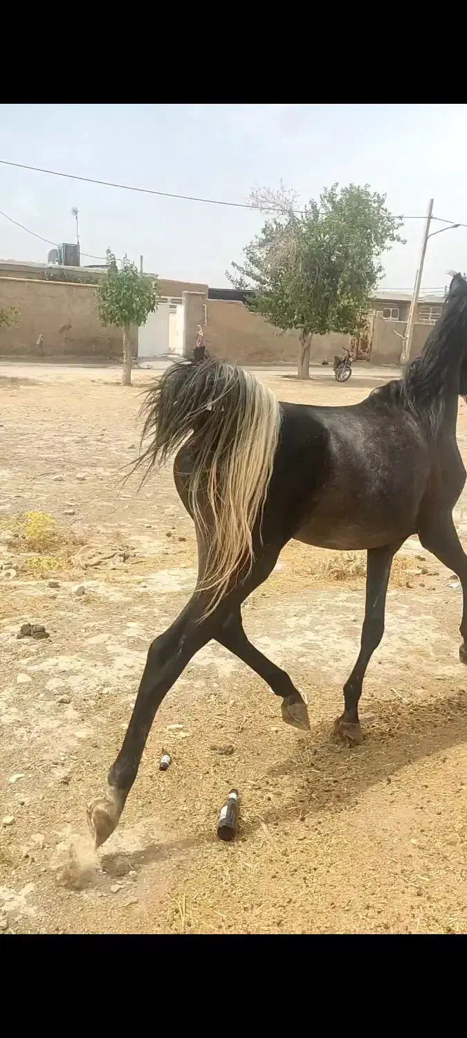 اسب دره شو|اسب و تجهیزات اسبسواری|فسا, |دیوار