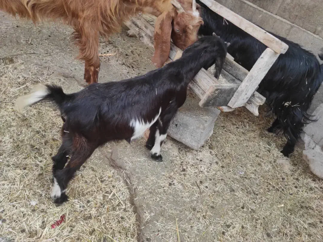 دو عدد کره ماده|حیوانات مزرعه|بندر کنگان, |دیوار