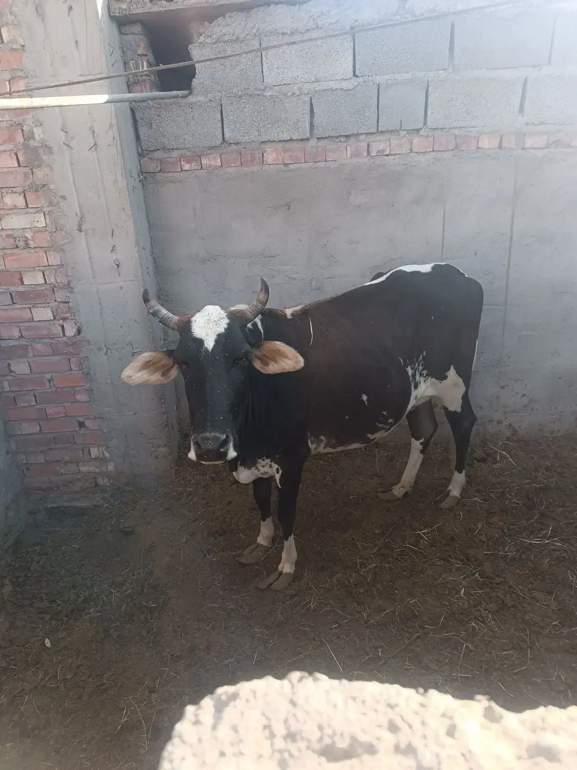 گاو گوساله فروشی|حیوانات مزرعه|جیرفت, |دیوار