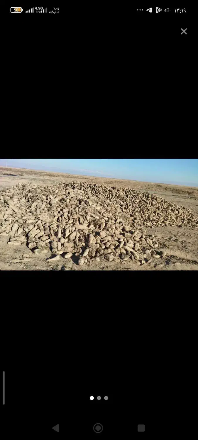 چغندر|عمده‌فروشی|چالدران, |دیوار