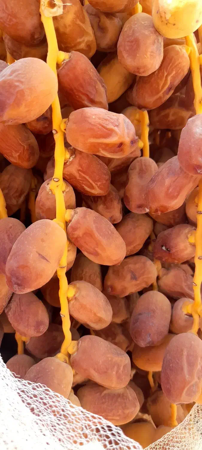 خرما زاهدی،قصب|خوردنی و آشامیدنی|شیراز, تاچارا|دیوار