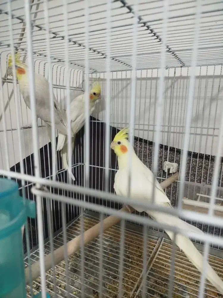 عروس هلندی مولد لوتینو . دوکت آلبینو|پرنده|بندر کنگان, |دیوار