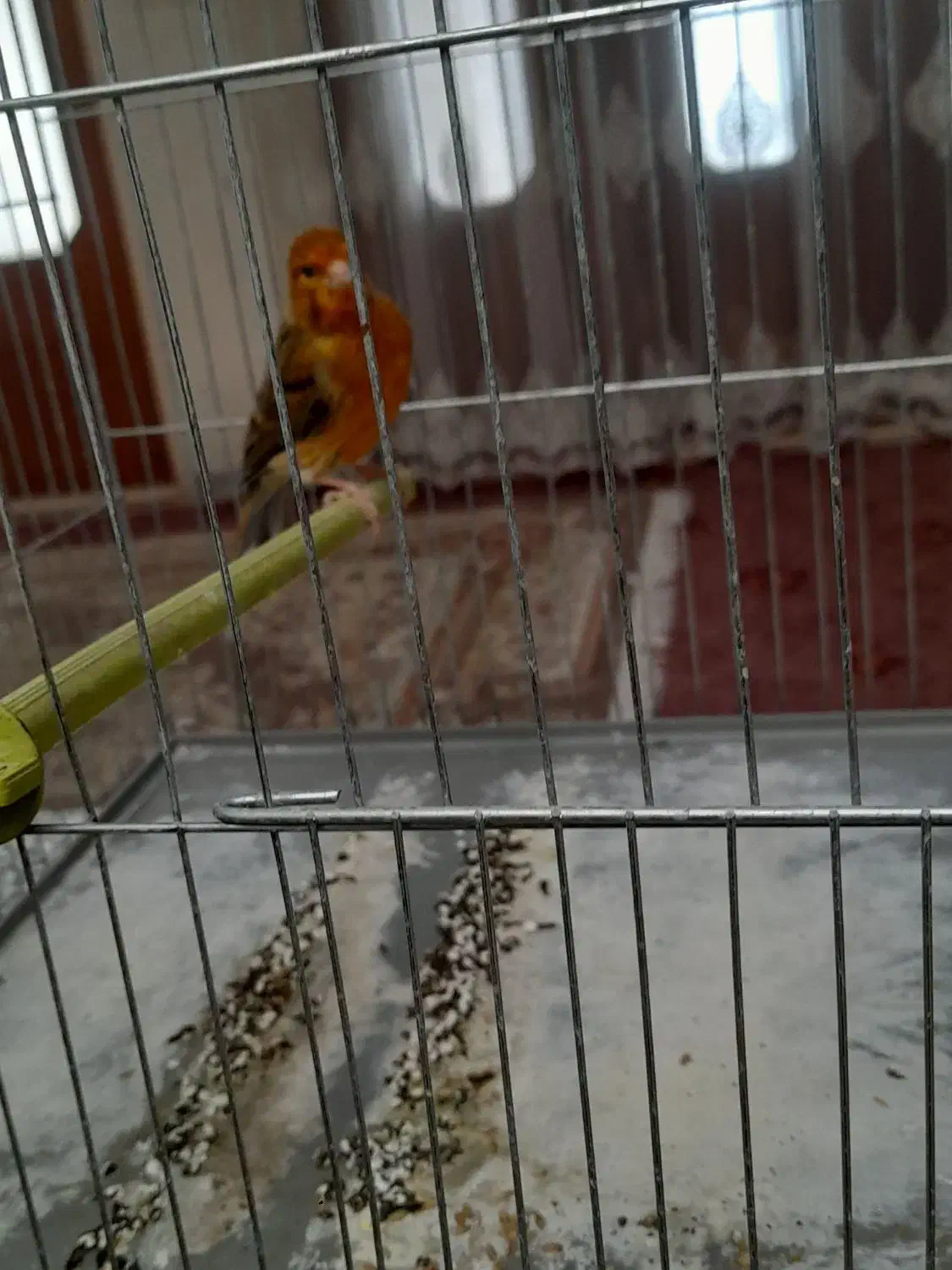 قناری نر شل سفت|پرنده|شاهین‌شهر, گزبرخوار|دیوار