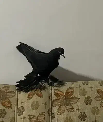 این کبوتر رفته یادگاریه‌|حیوانات|نظرآباد, رسالت|دیوار