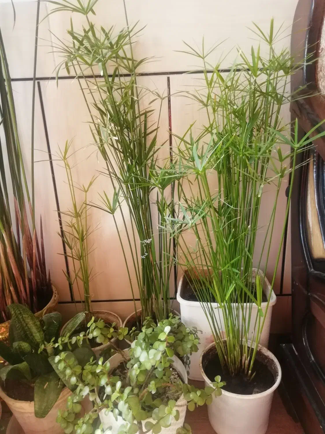 گل طبیعی|گل و گیاه طبیعی|فلاورجان, |دیوار