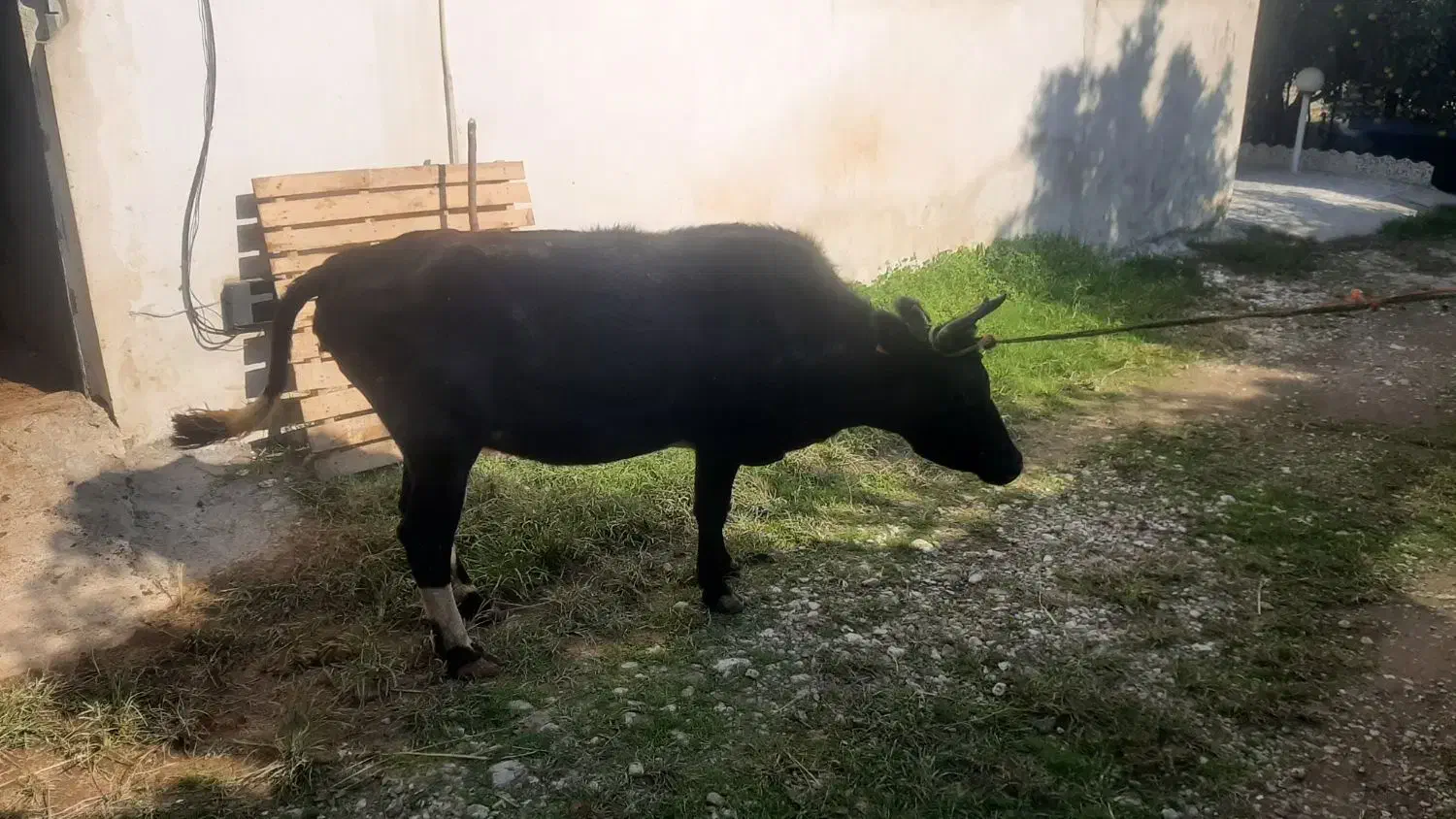 فروش ۲عدد گاو شیر کر|حیوانات مزرعه|نوشهر, |دیوار