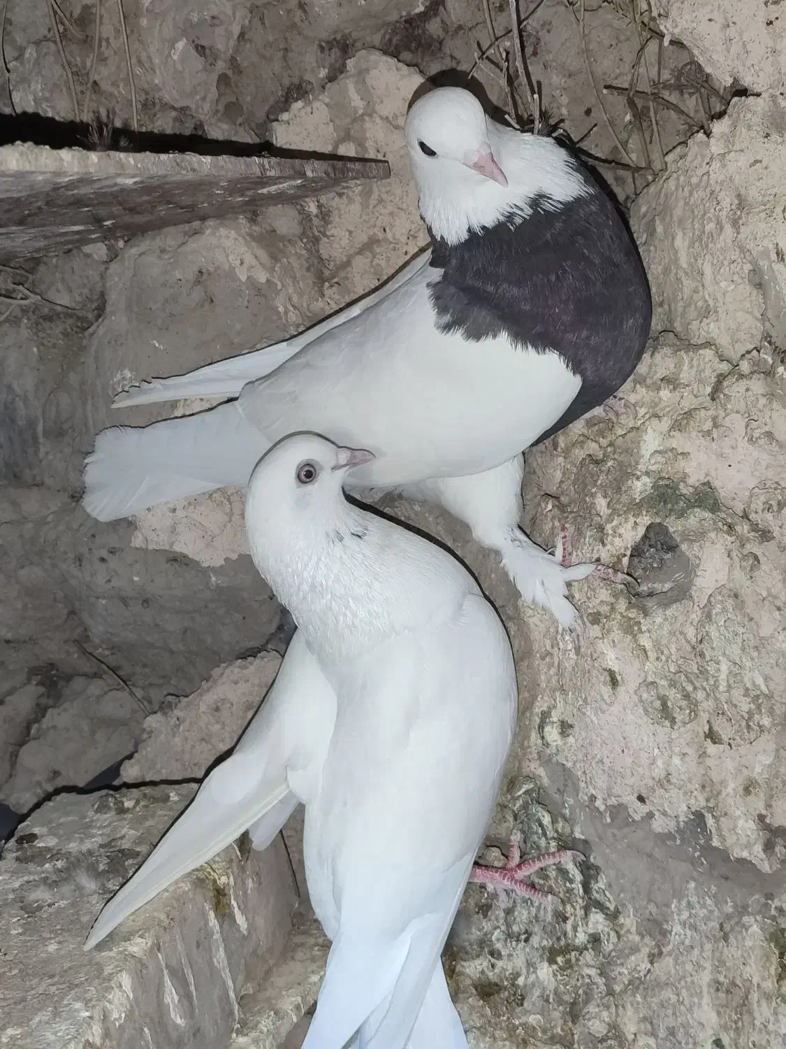 طوقی|پرنده|ایرانشهر, |دیوار