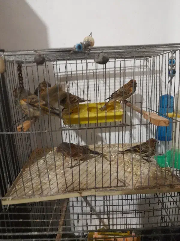 سهره گلبسر|پرنده|قزوین, |دیوار